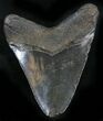 Bargain Megalodon Tooth - South Carolina #25660-2